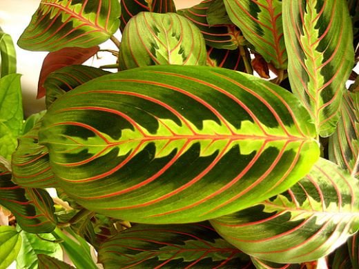 Dua Çiçeği Türleri ve Özellikleri