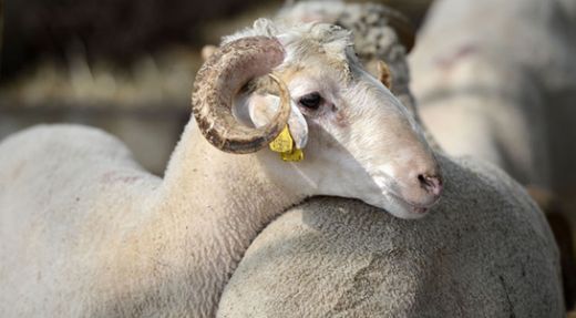 Kurban Duası Okunuşu ve Anlamı