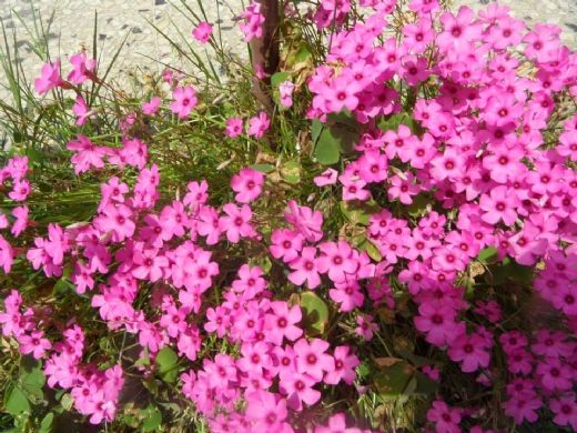 Şirinlik Duası Okunuşu ve Anlamı